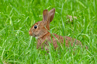 Eastern Cottontail, 11 August 2023, Mansfield, Tolland Co