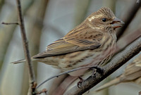 Purple Finch, 1 November 2024, Mansfield, Tolland Co.