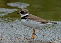 Semipalmated Plover, 16 August 2023, Madison, New Haven Co.