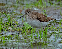 Solitary Sandpiper, 16 August 2023, Madison, New Haven Co.