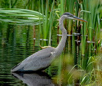 Great Blue Heron, 17 August 2023, Mansfield, Tolland Co