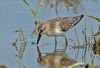 Baird's Sandpiper, 21 August 2023, Madison, New Haven Co.