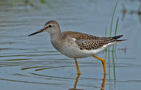 Lesser Yellowlegs, 21 August 2023, Madison, New Haven Co.