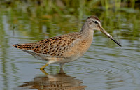 Short-billed Dowitcher, 21 August 2023, Madison, New Haven Co.