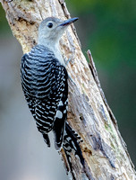 Red-bellied Woodpecker, 23 August 2023, Mansfield, Tolland Co