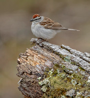 Chipping Sparrow, 5 May 2021, Mansfield, Tolland Co