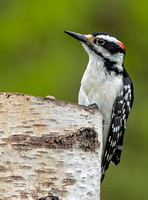 Hairy Woodpecker, 5 May 2021, Mansfield, Tolland Co.