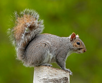 Gray Squirrel, 8 May 2021, Mansfield, Tolland Co.