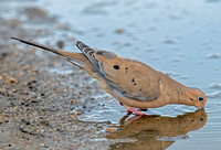 Mourning Dove, 30 August 2023, Madison, New Haven Co