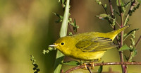 Yellow Warbler, 26 September 2014, Mansfield, Tolland Co.