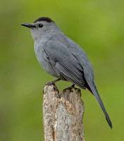 Gray Catbird, 16 May 2021, Mansfield, Tolland co.
