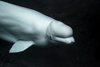 Beluga Whales, 3 September 2017, Mystic Aquarium