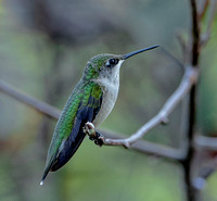 Ruby-throated Hummingbird, 5 September 2023, Mansfield, Tolland Co.