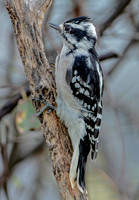 Downy Woodpecker (anomalous amount of white) 5 September 2023, Mansfield,Tolland