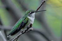 Ruby-throated Hummingbird, 7 September 2023, Mansfield, Tolland Co.