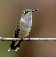 Ruby-throated Hummingbird, 8 September 2023, Mansfield, Tolland Co.