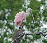 Roseate Spoonbill, 9 September 2023, Milford, New Haven Co,