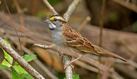 White-throated Sparrow, 27 October 2017, Mansfield, Tolland Co.
