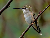 Ruby-throated Hummingbird, 12 September 2023, Mansfield, Tolland Co.