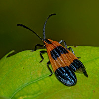Banded Net-winged Beetle, August 2023, Hampton, Windham Co