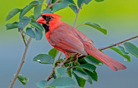 Northern Cardinal, 17 July 2021, Mansfield, Tolland Co