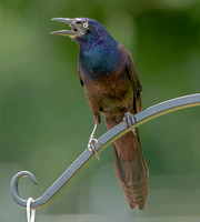 Common Grackle, 18 July 2021, Mansfield, Tolland Co.