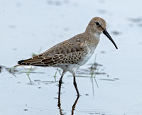 Dunlin, 7 October 2023, Madison, New Haven Co.