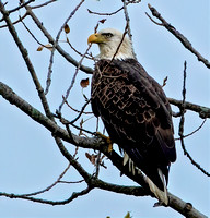 Bald Eagle, 7 October 2023, Madison, New Haven Co