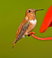 Rufous Hummingbird, Middle haddam