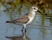 Semipalmated Sandpiper(?), 11 October 2023, Madison, New Haven Co.
