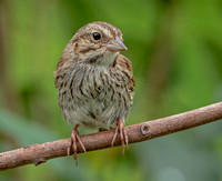 Song Sparrow, 22 July 2021, Mansfield, Tolland Co