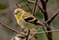 American Goldfinch, 15 October 2023, Mansfield, Tolland Co.
