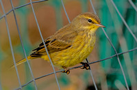 Yellow Palm Warbler, 16 October 2023, Mansfield, Tolland Co.