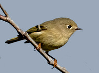 Ruby-crowned Kinglet, 16 October 2023, Mansfield, Tolland Co.