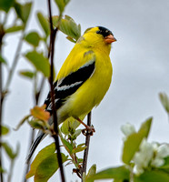 American Goldfinch, 5 May 2024, Mansfield,Tolland Co.