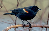 Red-winged Blackbird, 28 April 2025, Mansfield, Tolland Co.