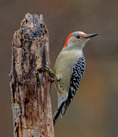 Red-bellied Woodpecker, 30 October 2023, Mansfield, Tolland Co.