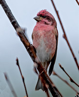 Purple Finch, 30 October 2023, Mansfield, Tolland Co.