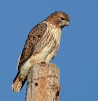 Red-tailed Hawk, 3 November 2023, Ellington, Tolland Co,