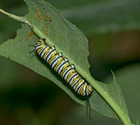 Monarch, larva, chrysalis, eclosure, 17 September 2018, Danielson, Windham Co.