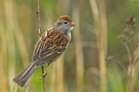 Field Sparrow, 16 May 2014, N. Windham, Windham Co.