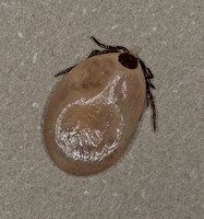 engorged Deer Tick from a cat, 19 October 2018, Mansfield, Tolland Co.