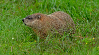 Woodchuck, 15 September 2021, Mansfield, Tolland Co.