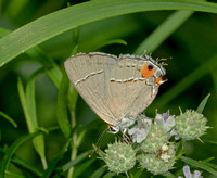 Gray Hairstreak, August 2021, Mansfield, Tolland Co