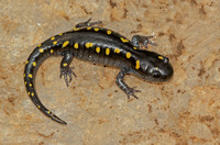 Spotted Salamander, September 2021, Coventry, Tolland Co.