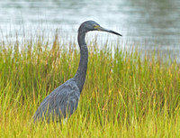 Tricolored X Little Blue Heron, 12 August 2014, Madison, NewHaven Co.
