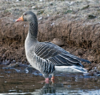 Greylag Goose, Wallingford CT 25 February 2009