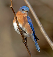 Eastern Bluebird, 29 November 2023, Mansfield, Tolland Co.
