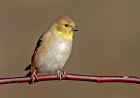 American Goldfinch, 1 December 2023, Mansfield, Tolland Co,