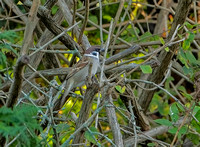 Eurasian Tree Sparrow, 16 October 2021, Old Saybrook, Middlesex Co.